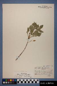 Fraxinus cuspidata image